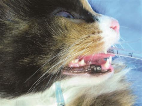 Nerve Blocks For Oral Surgery In Cats Clinicians Brief