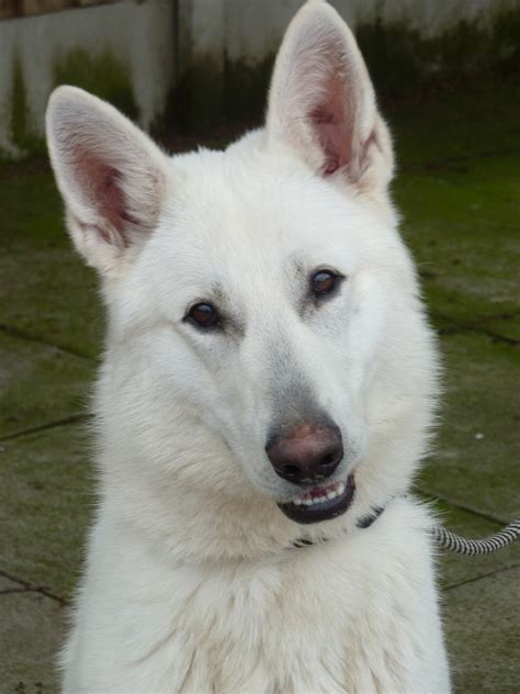 Our dogs are very healthy. High quality imported dogs for sale: White German Shepherd ...