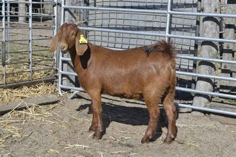 Lot 934 1 Goat Doe Auctionsplus