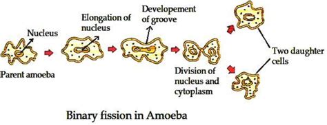 It is the most common form of reproduction in prokaryotes such as bacteria. IS MULTIPLE FISSION POSSIBLE IN AMOEBA? - Brainly.in