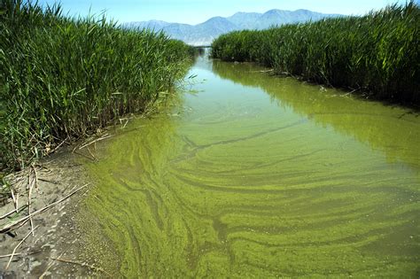 Warming Drives Spread Of Toxic Algae In Us Researchers Say
