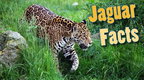 As your child grows, he will be exposed to wild you may also want to help your child develop a keen interest in the world around. Jaguar Facts For Kids & Adults: Information, Pictures & Video