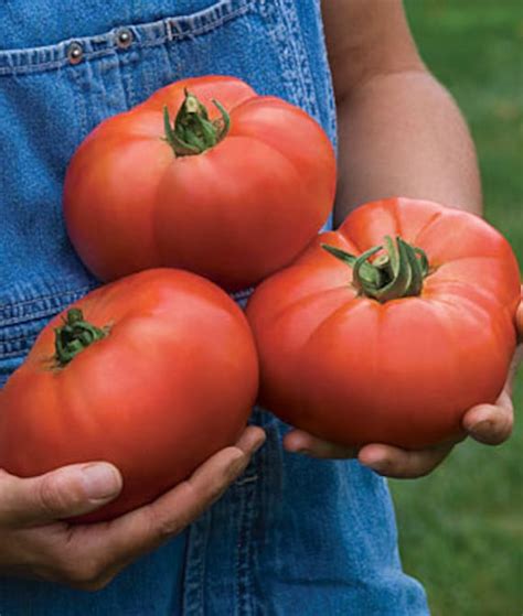 Red Beefsteak Heirloom Tomato Seeds Naturally Grown In The