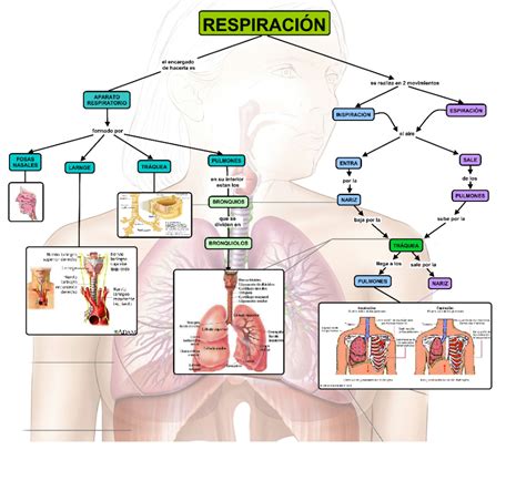 Cuadros sinópticos sobre el aparato respiratorio humano Intercambio de gases Cuadro