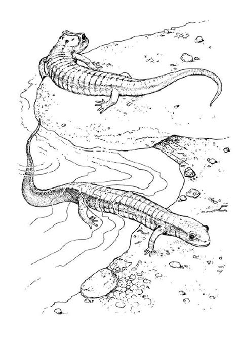 Épinglé par Hugo l'Escargot sur Gifts | Coloriage, Coloriage animaux