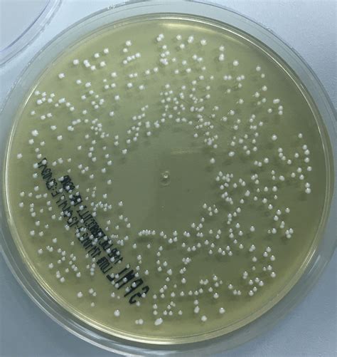 Lactobacillus Plantarum Colony Morphology