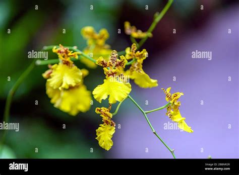 3 Golden Shower Or Dancing Lady Orchid Oncidium Goldiana Orchid
