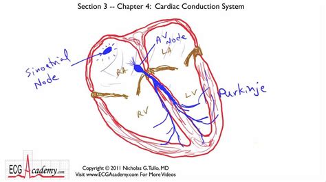 Cardiac Conduction System Ecg Ekg Interpretation Basic Youtube