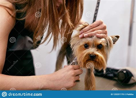 Dog Grooming At Pet Salon Funny Dog Getting Haircut Stock Photo