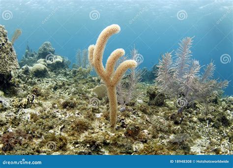 Antler Fan Sponge On Tropical Reef Utilahonduras Stock Photo Image