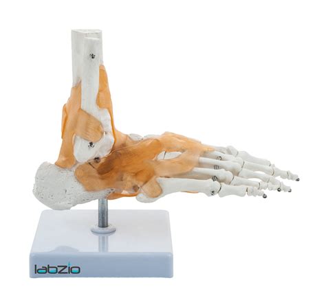 Labzio Ankle Skeletal Model With Flexible Ligaments For Movement Of