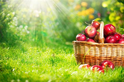 Orchard Wallpapers Top Free Orchard Backgrounds Wallpaperaccess