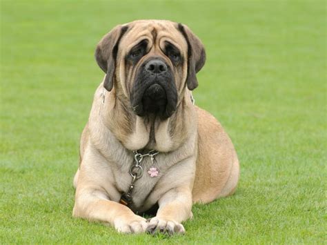 Bite Force Giants Explore The Strength Of The 10 Strongest Dog Breeds