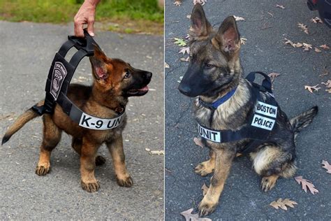 Young Police Pup Becomes Internet Sensation Picture Cutest Baby