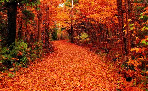 Fall Nature Wallpapers Top Free Fall Nature Backgrounds