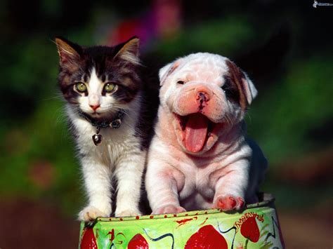 Cute Dog And Cat Wallpaper