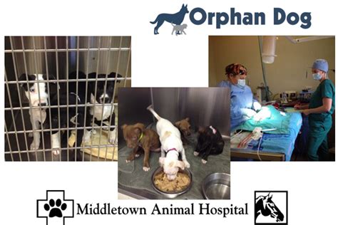 Fundraiser By Sheri Smith Help Middletown Animal Hospital