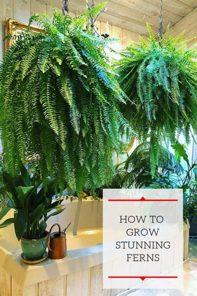 Secrets On How Not To Kill Your Indoor Ferns 2023