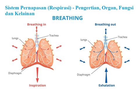 Sistem Pernapasan Respirasi Pengertian Organ Fungsi Dan Kelainan