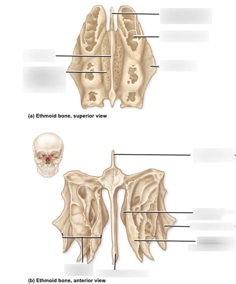 Ethmoid Bone Superioranterior View Diagram Quizlet