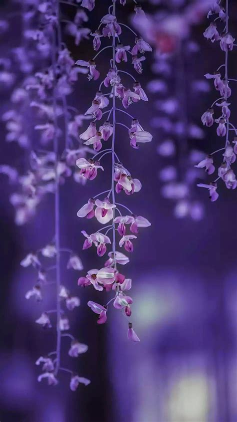 Purple Flower Images Wallpapers Hd Best Flower Site
