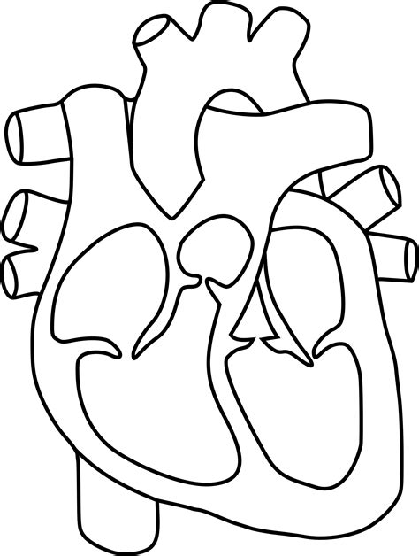 Human Heart Anatomy Drawing At Free For Personal Use