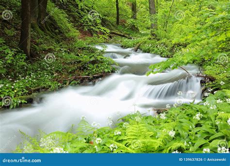 Forest Stream Among Springtime Foliage Brook In A Deciduous Flowing