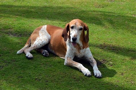 American English Coonhound Dog Breed Guide Pictures Info Care And More