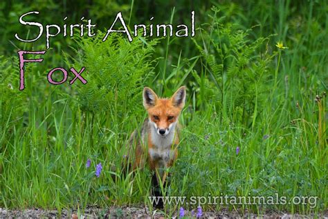 Fox Spirit Animal Meaning And Symbolism Spirit Animals