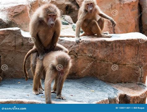 A Couple Of Hamadryas Baboon While Making Out Mating Of Baboons Stock