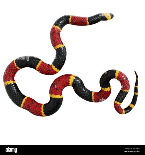 Eastern Coral Snake 3d Illustration Stock Photo Alamy