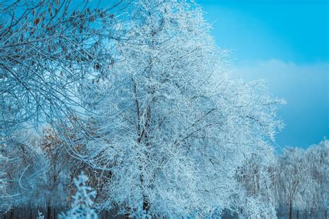 White Winter Forest On Blue Sky Background Stock Photo Image Of