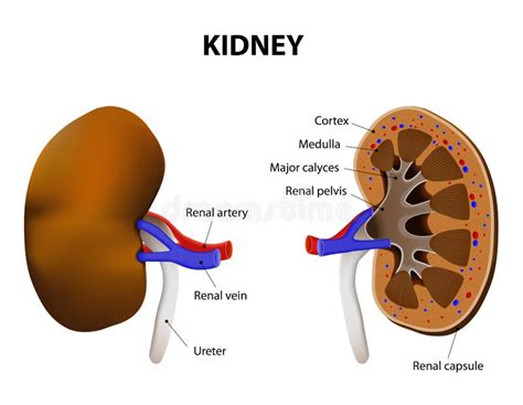 Anatomy Of Kidney Stock Vector Image Of Biology External 48335642