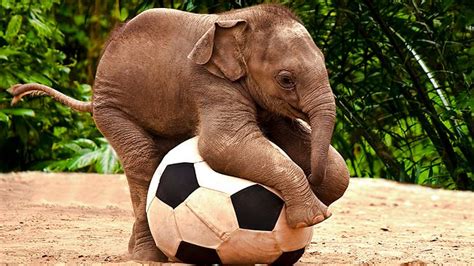 Baby Elephant Is Having A Ball The Courier Mail