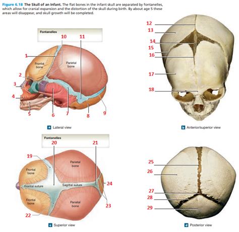Fetal Skull Diagram Quizlet