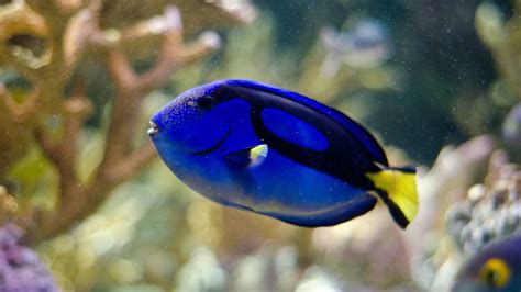 Why You Shouldnt Find A Blue Tang Dory Fish In Your Tank