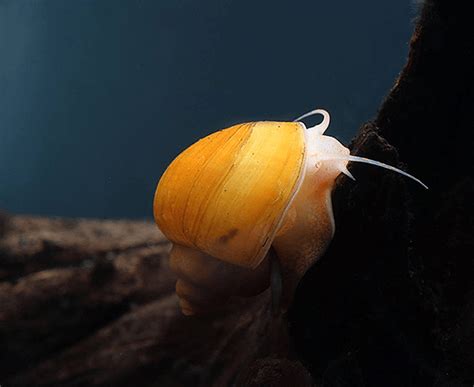 Gold Mystery Snail Pomacea Bridgesii Imperial Tropicals