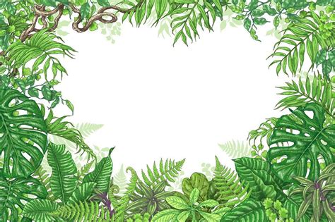 Maybe you would like to learn more about one of these? Amazon Rainforest Frame | Rainforest plants, Plant drawing ...