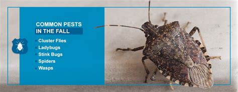 Fall Pests Everything You Need To Know Pestech Pest Solutions