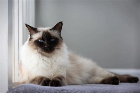 Balinese Cats Breed Facts Information And Advice Pets4homes