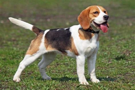 The Big Guide To The Beagle Dog Breed