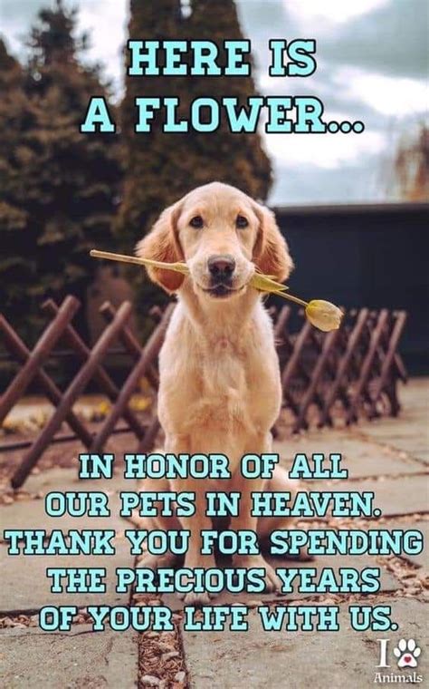 Comfort dog rainbow bridge quotes. Pin by Susie White on Rainbow Bridge | Pamper pets, Pets ...