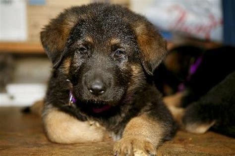 Since they no longer have heat cycles and aren't hyperactive while searching for a. How to Find a Puppy for Sale in My Area - Pets
