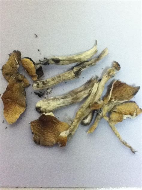 Id Request Need To Identify These Dried Shrooms Shrooms