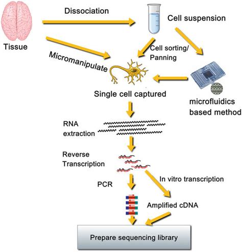 1 Overview Of Single Cell RNA Sequencing The Basic Components Of