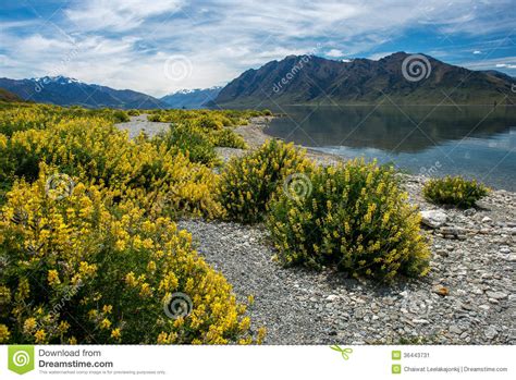 Beautiful Landscape New Zealand Stock Image Image Of