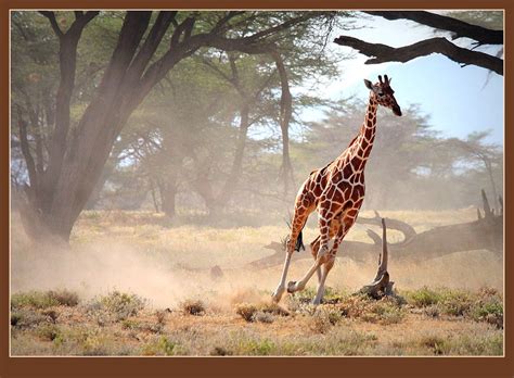Giraffe running ~ run girl run : ) Beautiful Creatures, Animals