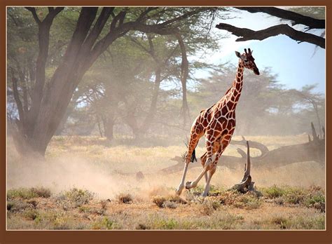 Giraffe Running Run Girl Run Beautiful Creatures Animals