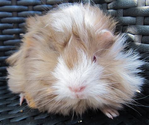 Guinea pigs learn to recognize and bond with other individual guinea pigs, and testing of boars shows that their neuroendocrine stress response is this cat has accepted this pair of guinea pigs. All Things Guinea Pig: Breeds and Varieties