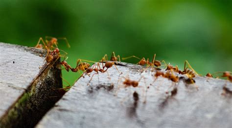 What Are Pheromone Trails And How Do Ants Use Them Affordable